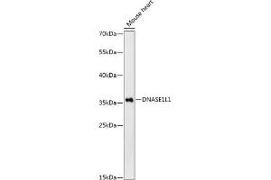 DNASEX antibody  (AA 1-302)