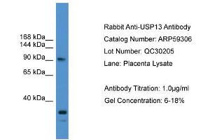 WB Suggested Anti-USP13  Antibody Titration: 0. (USP13 antibody  (N-Term))