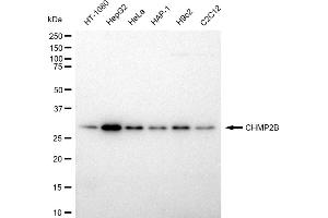 Western blotting analysis using CHMP2B antibody (ABIN7798031).