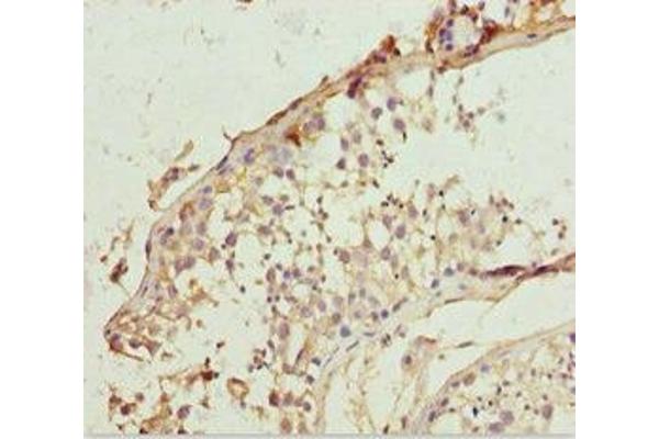 LCN6 antibody  (AA 21-163)