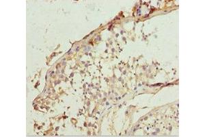 Immunohistochemistry of paraffin-embedded human testis tissue using ABIN7151912 at dilution of 1:100 (LCN6 antibody  (AA 21-163))