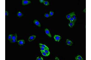 Immunofluorescent analysis of HepG2 cells using ABIN7147128 at dilution of 1:100 and Alexa Fluor 488-congugated AffiniPure Goat Anti-Rabbit IgG(H+L) (CD177 antibody  (AA 22-321))