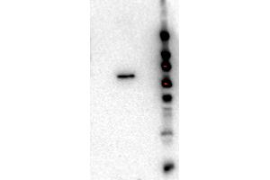 Western Blot of Rat monoclonal anti-AKT2 antibody. (AKT2 antibody  (Internal Region) (FITC))