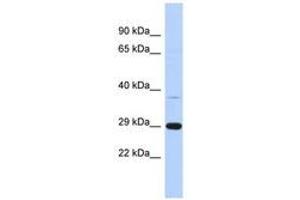 C1ORF74 Antikörper  (AA 35-84)