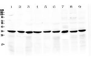 COPE antibody  (AA 80-308)