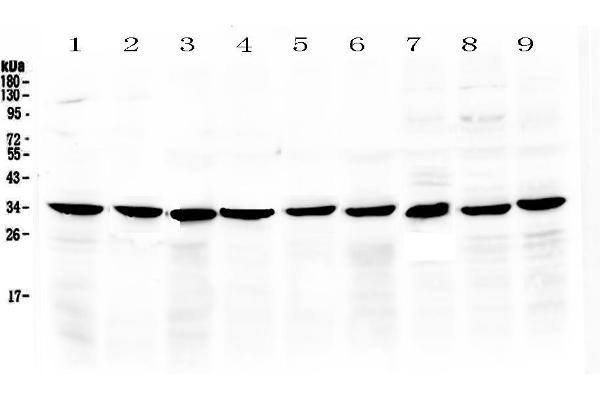 COPE antibody  (AA 80-308)