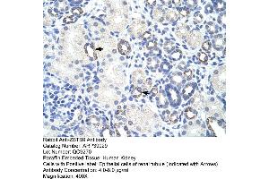 Human kidney (ZBTB9 antibody  (N-Term))