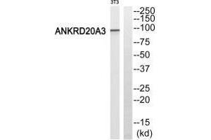 Western blot analysis of extracts from 3T3 cells, using ANKRD20A3 antiobdy. (ANKRD20A3 antibody)