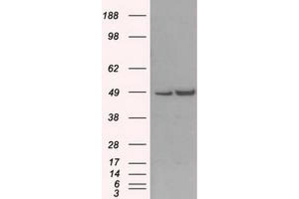 LEMD3 antibody