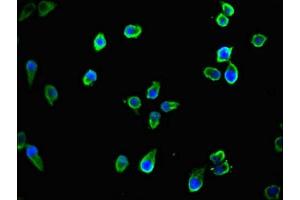 Immunofluorescent analysis of Ntera-2 cells using ABIN7165823 at dilution of 1:100 and Alexa Fluor 488-congugated AffiniPure Goat Anti-Rabbit IgG(H+L) (TTLL8 antibody  (AA 671-822))