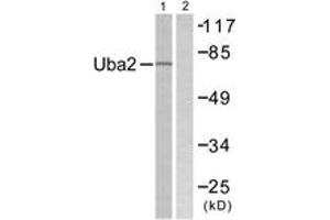 Western blot analysis of extracts from 293 cells, treated with UV 5', using Uba2 Antibody. (UBA2 antibody  (AA 591-640))