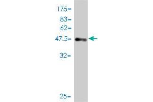 Western Blot detection against Immunogen (46. (NSG1 antibody  (AA 1-185))