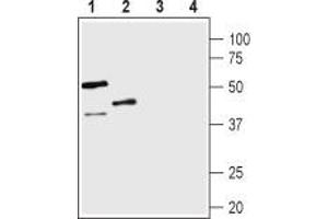 Western blot analysis of rat lung (lanes 1 and 3) and mouse kidney (lanes 2 and 4) lysates: - 1,2. (AVPR1B antibody  (C-Term, Intracellular))