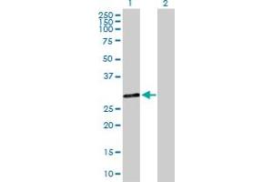 Western Blot analysis of DHRS9 expression in transfected 293T cell line by DHRS9 MaxPab polyclonal antibody. (DHRS9 antibody  (AA 1-319))