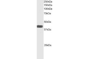 ABIN184656 staining (1µg/ml) of Raji lysate (RIPA buffer, 35µg total protein per lane). (ATF4 antibody  (C-Term))