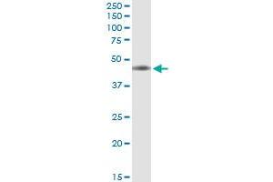 Immunoprecipitation of IL10RB transfected lysate using anti-IL10RB MaxPab rabbit polyclonal antibody and Protein A Magnetic Bead , and immunoblotted with IL10RB MaxPab mouse polyclonal antibody (B01) . (IL10RB antibody  (AA 1-325))