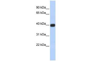 GJD2 antibody used at 1 ug/ml to detect target protein.