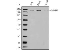 anti-Rap Guanine Nucleotide Exchange Factor (GEF) 2 (RAPGEF2) (AA 1266-1499) antibody