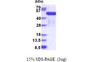 SDS-PAGE (SDS) image for Eukaryotic Translation Elongation Factor 1 gamma (EEF1G) (AA 1-437) protein (His tag) (ABIN5853812) (EEF1G Protein (AA 1-437) (His tag))