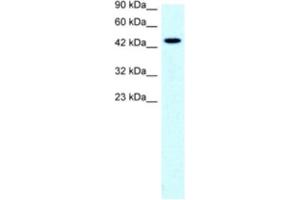 Western Blotting (WB) image for anti-Solute Carrier Family 17 (Anion/Sugar Transporter), Member 2 (SLC17A2) antibody (ABIN2460814) (SLC17A2 antibody)