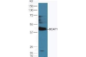 Mouse brain lysates probed with Rabbit Anti-BCAT1 Polyclonal Antibody  at 1:5000 90min in 37˚C. (BCAT1 antibody  (AA 321-386))