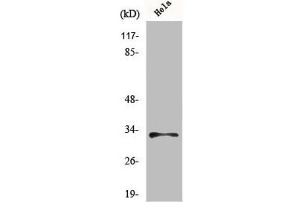 MRPL15 antibody  (Internal Region)