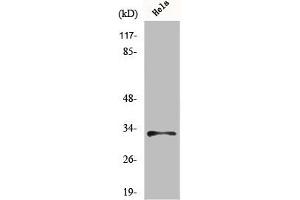 Western Blot analysis of MCF7 cells using MRP-L15 Polyclonal Antibody (MRPL15 antibody  (Internal Region))