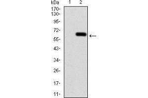 Western blot analysis using CALB2 mAb against HEK293 (1) and CALB2 (AA: 1-271)-hIgGFc transfected HEK293 (2) cell lysate.