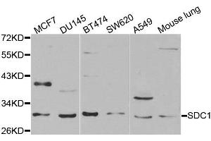 Western blot analysis of extracts of various cell lines, using SDC1 antibody. (Syndecan 1 antibody)
