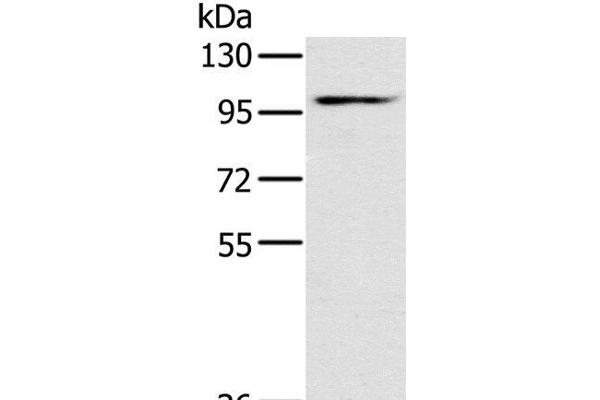 KCNQ5 抗体
