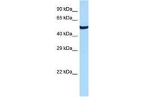 Image no. 1 for anti-G Protein-Coupled Receptor 19 (GPR19) (AA 281-330) antibody (ABIN6747367) (GPR19 antibody  (AA 281-330))