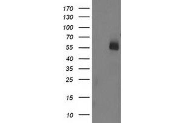 UBOX5 Antikörper  (AA 1-130, AA 419-487)