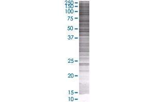 PSG11 transfected lysate. (PSG11 293T Cell Transient Overexpression Lysate(Denatured))