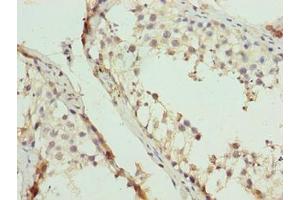 Immunohistochemistry of paraffin-embedded human testis tissue using ABIN7152217 at dilution of 1:100 (EIF5A2 antibody  (AA 2-153))