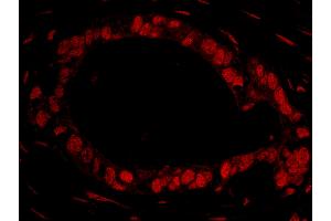 Immunofluorescence (IF) image for anti-DEAD (Asp-Glu-Ala-Asp) Box Polypeptide 27 (DDX27) (AA 700-750) antibody (ABIN7448950)