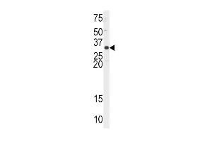 Western blot analysis of anti-EX1 Antibody (N-term) 2849a in Hela cell line lysates (35 μg/lane). (APEX1 antibody  (N-Term))