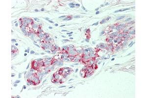 Anti-SLC4A2 antibody IHC of human breast. (SLC4A2 antibody  (N-Term))