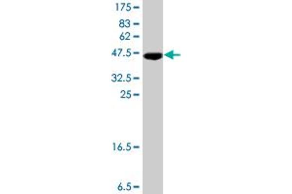 TTC3 antibody  (AA 1-110)
