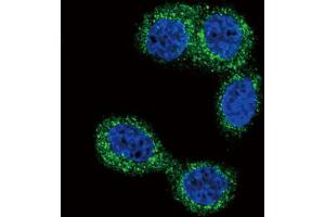 Immunofluorescence (IF) image for anti-Histamine N-Methyltransferase (HNMT) antibody (ABIN2997982)