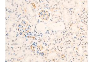 ABIN6267234 at 1/100 staining mouse kidney tissue sections by IHC-P.