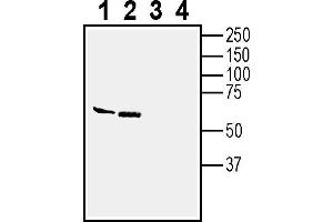 Western blot analysis of rat brain lysates (lanes 1 and 3) and mouse brain lysates (lanes 2 and 4):1-2.