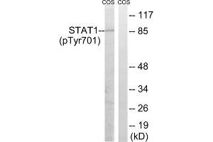 Western blot analysis of extracts from COS7 cells, using STAT1 (phospho-Tyr701) antibody. (STAT1 antibody  (pTyr701))