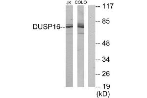Western Blotting (WB) image for anti-Dual Specificity Phosphatase 16 (DUSP16) (C-Term) antibody (ABIN1849942) (DUSP16 antibody  (C-Term))