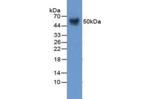 Western blot analysis of Mouse Skin Tissue. (SERPINA12 antibody  (AA 71-148))