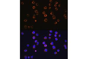 Immunofluorescence analysis of Jurkat cells using CD27 Rabbit mAb (ABIN7266175) at dilution of 1:100 (40x lens). (CD27 antibody)