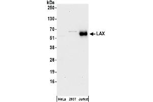 anti-Lymphocyte Transmembrane Adaptor 1 (LAX1) (AA 348-398) antibody