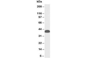 Western blot testing of human testis lysate with Clu antibody at 0. (Clusterin antibody)