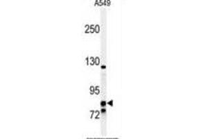 Western blot analysis of NR3C1 Antibody (C-term) (ABIN651060 and ABIN2840054) in A549 cell line lysates (35 μg/lane). (Glucocorticoid Receptor antibody  (C-Term))