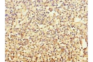 MCF2L antibody  (AA 850-980)