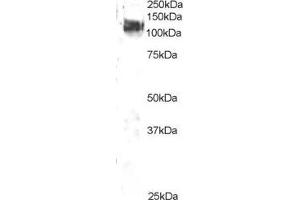 ABIN184673 staining (2µg/ml) of 3T3 lysate (RIPA buffer, 35µg total protein per lane).